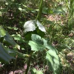 Armenian Blackberry thumbnail 3