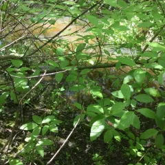 red osier dogwood thumbnail 4