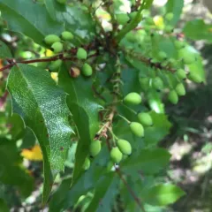 Oregon grape thumbnail 2