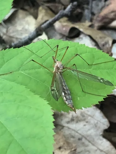 Tipula valida