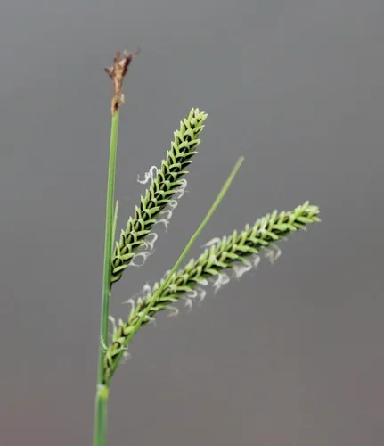 twisted sedge