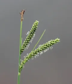 twisted sedge thumbnail 1