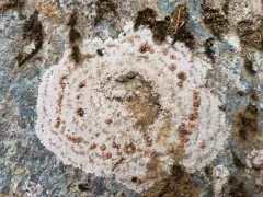 Placopsis gelida thumbnail 2