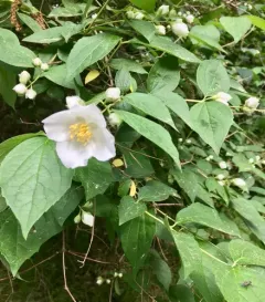 Sweet Mock Orange thumbnail 2