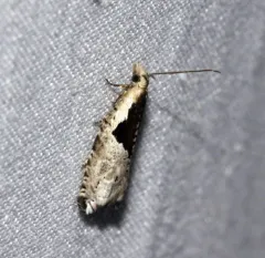 Ancylis subaequana thumbnail 3
