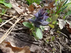 Blue Bugle thumbnail 2
