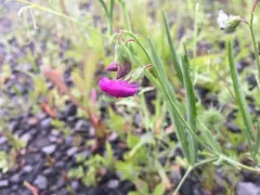 Hairy Vetchling thumbnail 2
