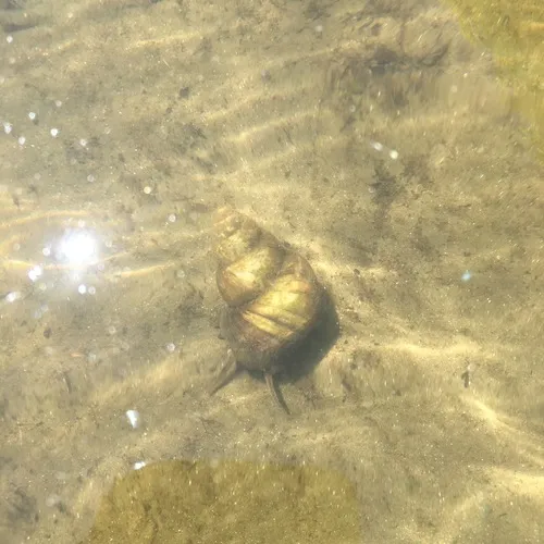 Japanese Mystery Snail