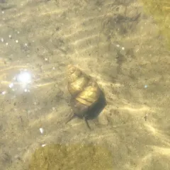 Japanese Mystery Snail thumbnail 1