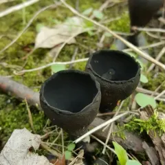 devil's urn thumbnail 2