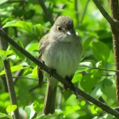 Least Flycatcher thumbnail 1