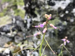 Brewer's rockcress thumbnail 1