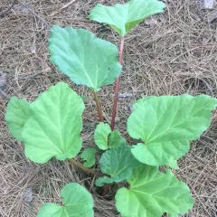 Rhubarb thumbnail 3