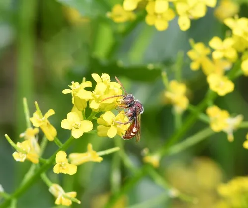 Cuneate Nomad Bee