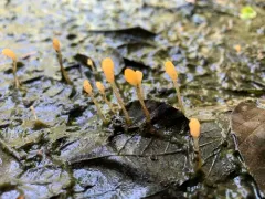 Mitrula lunulatospora thumbnail 4