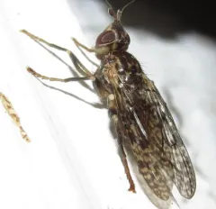 Sphecomyiella valida thumbnail 3