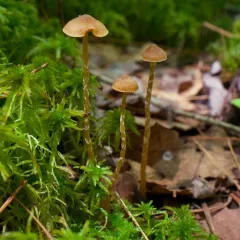 Bog Bell thumbnail 2
