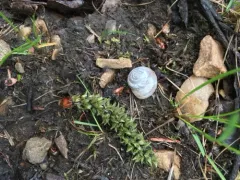 Subalpine Mountainsnail thumbnail 2