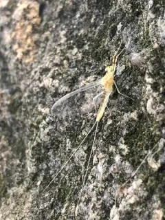 Heptagenia flavescens thumbnail 1