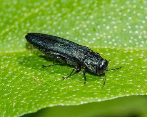 European Oak Borer