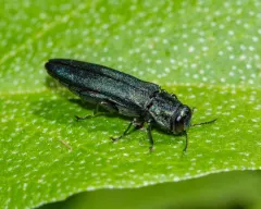 European Oak Borer thumbnail 1