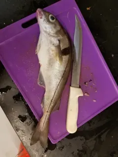 Haddock thumbnail 3