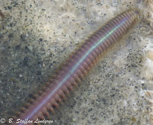 Nephtys caecoides