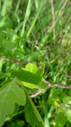 Cratichneumon viator thumbnail 4