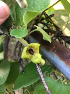woolly Dutchman's pipe thumbnail 2