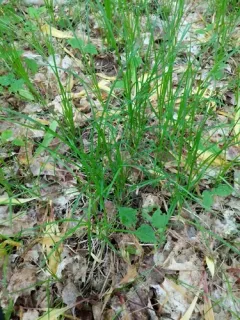 Assiniboine sedge thumbnail 4