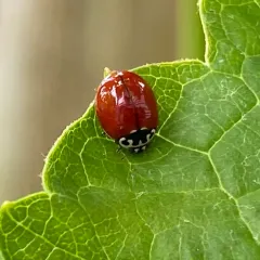 Western Polished Lady Beetle thumbnail 4