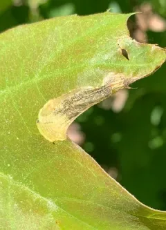 Eriocraniella platyptera thumbnail 4