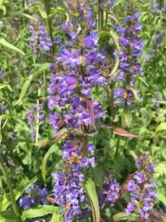 tall western penstemon thumbnail 3