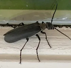 Dark Blister Beetle thumbnail 3