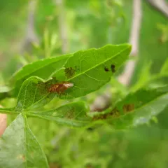 Ash Plant Bug thumbnail 2
