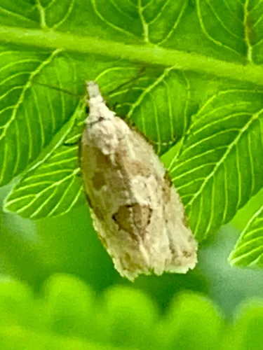 Razowski's Aethes Moth