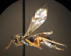 Terminal Mummy Wasp thumbnail 2