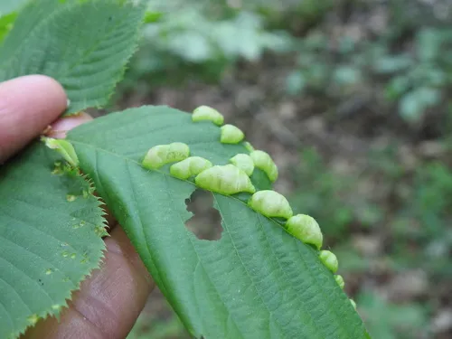 Taphrina ulmi