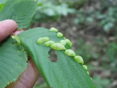 Taphrina ulmi thumbnail 1