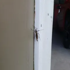Tipula dorsimacula thumbnail 4