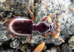Broscodera insignis thumbnail 2