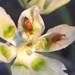 False Flower Beetle thumbnail 4