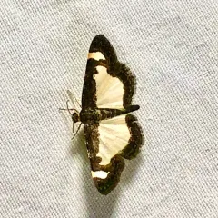 Common Spring Moth thumbnail 2