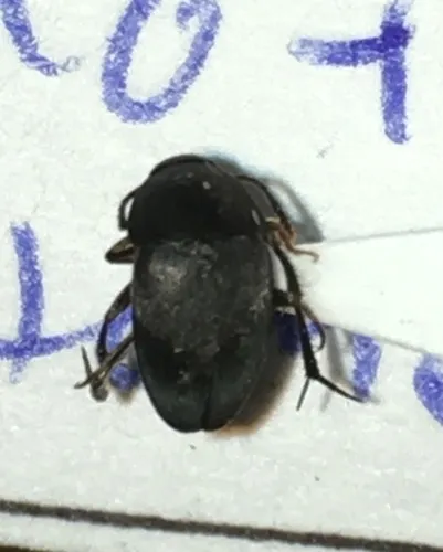 Small Carrion Beetle