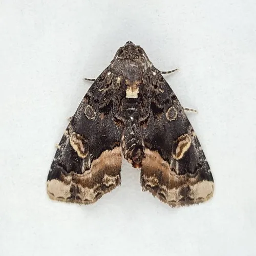 Black Wedge-spot