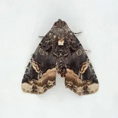 Black Wedge-spot thumbnail 1