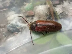 Macropogon testaceipennis thumbnail 1