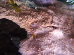 Aplysilla glacialis thumbnail 4