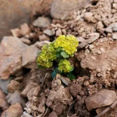 Wright's Golden-saxifrage thumbnail 1