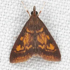 Mint-loving Pyrausta Moth thumbnail 4